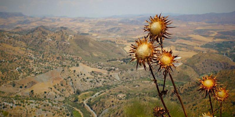 从田间到舌尖的安心之旅：揭秘广西淘农产品溯源系统与质量保障